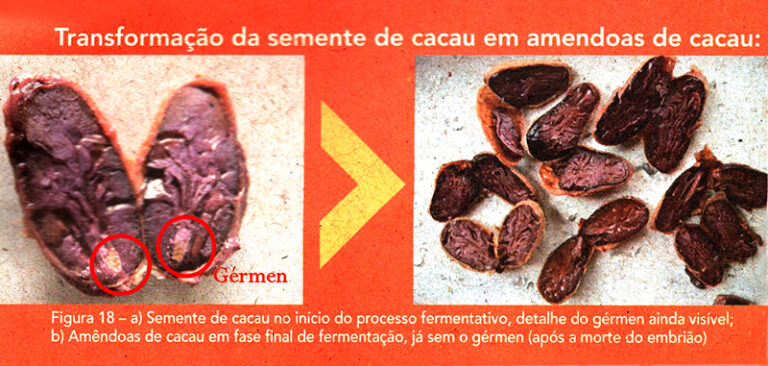 Como Fazer Nibs De Cacau Super Nutri O