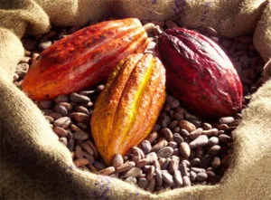 Saca de cacau, amêndoa de cacau de cru