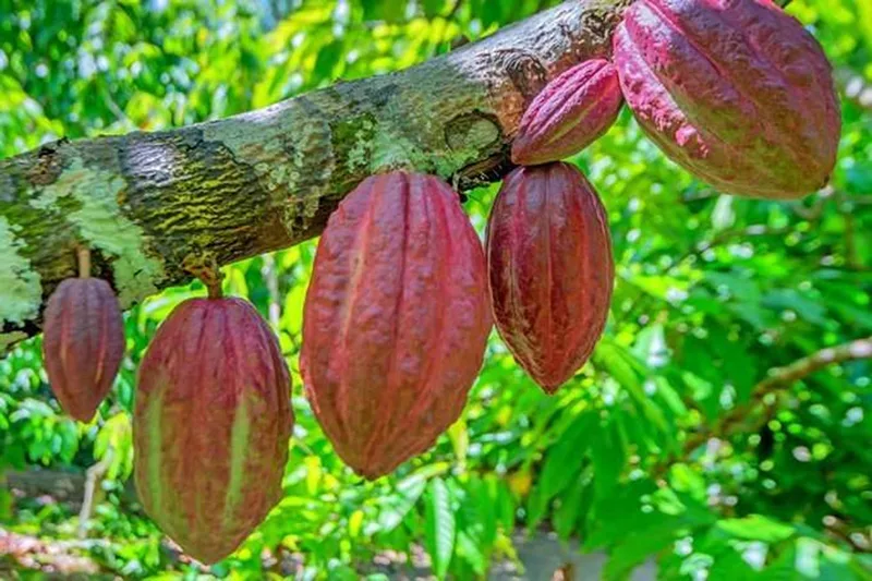 Foto do Fruto de Cacau Cru