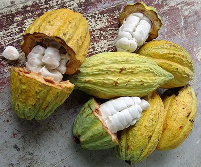 Fruto do Cacau Orgânico e Cru