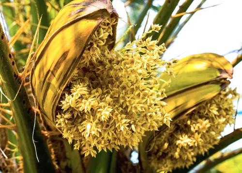 O coco aminos ou shoyu de coco é produzido com a seiva do cacho do coqueiro