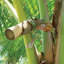 Colheita do néctar do coqueiro para produção do Coco Aminos ou Shoyu de Coco