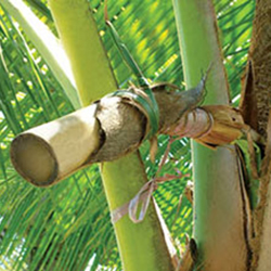 Extraindo do néctar de coco do talo da flor do coqueiro - Aí está os cachos amarrado e colocado o coletor do néctar bem abaixo