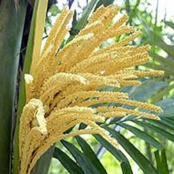 Flor de coco, onde extrai o néctar.