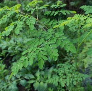 Para que Serve Moringa Oleifera e Seus Benefícios