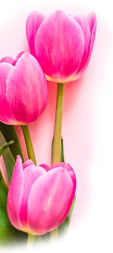 Florais para Ansiedade e Insônia