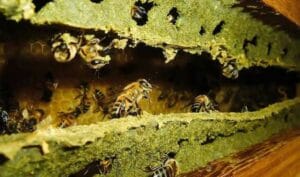 Como escolher extrato de própolis